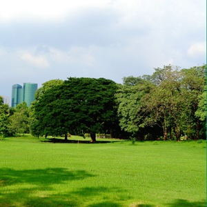 Forested Green Areas