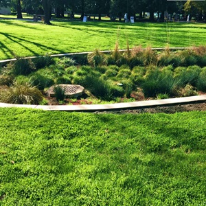 Rain Garden