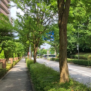 Roadside Trees / Green Paths